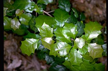 APII jpeg image of Alchornea ilicifolia  © contact APII