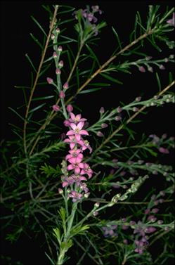 APII jpeg image of Philotheca spicata  © contact APII