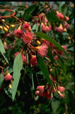 APII jpeg image of Eucalyptus petiolaris  © contact APII