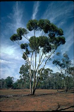 APII jpeg image of Eucalyptus salubris  © contact APII