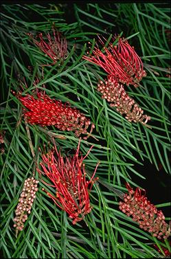 APII jpeg image of Grevillea 'Red Hooks'  © contact APII