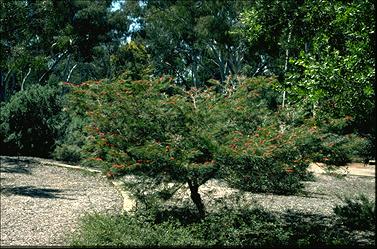 APII jpeg image of Grevillea 'Red Hooks'  © contact APII