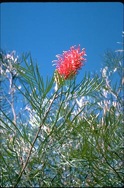 APII jpeg image of Grevillea 'Sylvia'  © contact APII