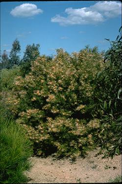 APII jpeg image of Grevillea dielsiana  © contact APII