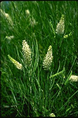APII jpeg image of Grevillea obliquistigma subsp. obliquistigma  © contact APII