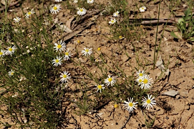 APII jpeg image of Brachyscome ciliaris  © contact APII