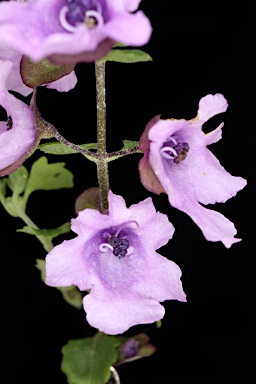 APII jpeg image of Prostanthera incisa  © contact APII