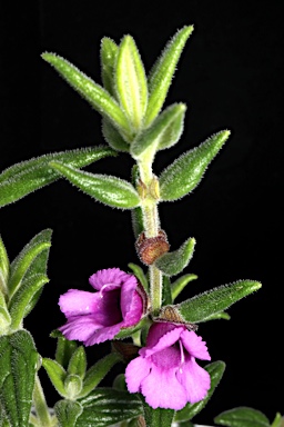 APII jpeg image of Prostanthera makinsonii  © contact APII