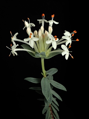 APII jpeg image of Pimelea linifolia subsp. caesia  © contact APII