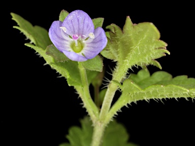APII jpeg image of Veronica calycina  © contact APII
