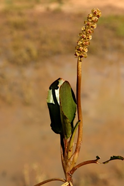 APII jpeg image of Potamogeton cheesemanii  © contact APII