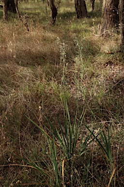 APII jpeg image of Dianella longifolia var. longifolia  © contact APII