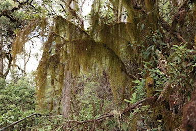 APII jpeg image of Papillaria  © contact APII