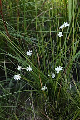 APII jpeg image of Wurmbea dioica subsp. dioica  © contact APII