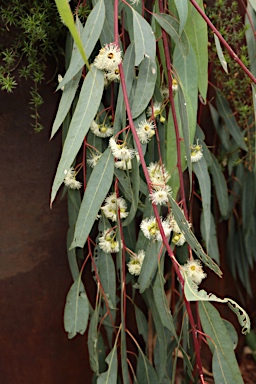 APII jpeg image of Eucalyptus camaldulensis 'Blue Veil'  © contact APII