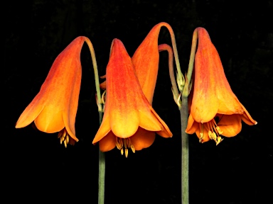 APII jpeg image of Blandfordia grandiflora  © contact APII