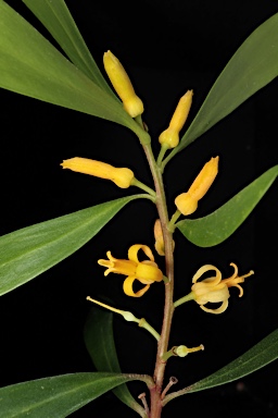 APII jpeg image of Persoonia media  © contact APII