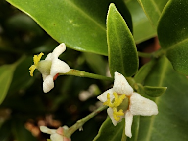 APII jpeg image of Fontainea oraria  © contact APII