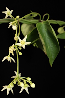 APII jpeg image of Cynanchum elegans  © contact APII