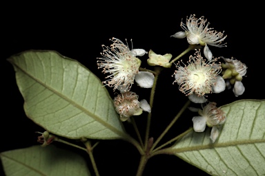 APII jpeg image of Lenwebbia prominens  © contact APII