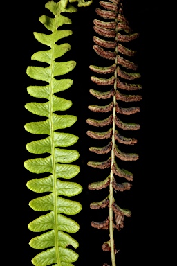 APII jpeg image of Blechnum penna-marina subsp. alpina  © contact APII