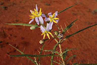 APII jpeg image of Solanum ferocissimum  © contact APII