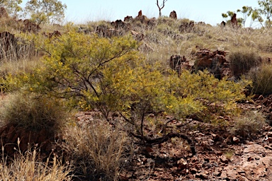 APII jpeg image of Acacia chisholmii  © contact APII