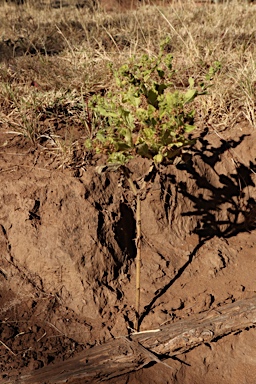 APII jpeg image of Acanthospermum hispidum  © contact APII