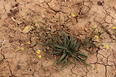 APII jpeg image of Goodenia fascicularis  © contact APII