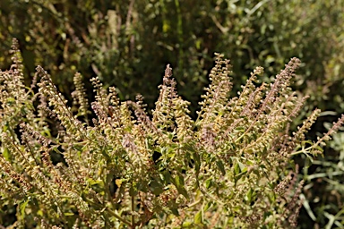 APII jpeg image of Basilicum polystachyon  © contact APII