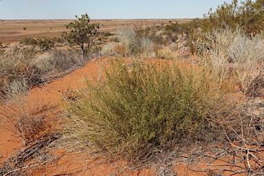 APII jpeg image of Cynanchum floribundum  © contact APII