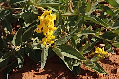 APII jpeg image of Crotalaria novae-hollandiae subsp. lasiophylla  © contact APII