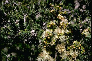 APII jpeg image of Melaleuca cuticularis  © contact APII