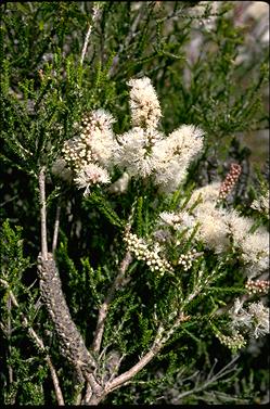APII jpeg image of Melaleuca huegelii  © contact APII