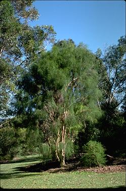 APII jpeg image of Melaleuca tamariscina  © contact APII