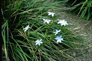 APII jpeg image of Orthrosanthus multiflorus  © contact APII