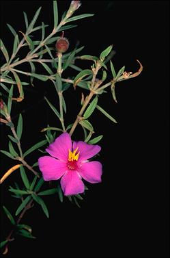 APII jpeg image of Osbeckia australiana  © contact APII