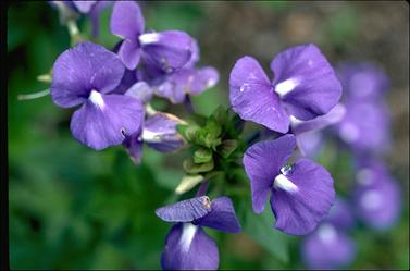 APII jpeg image of Otacanthus caeruleus  © contact APII