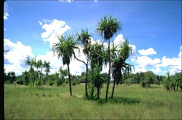 APII jpeg image of Pandanus spiralis  © contact APII