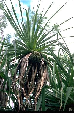 APII jpeg image of Pandanus spiralis  © contact APII