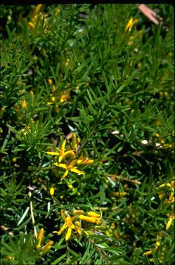 APII jpeg image of Persoonia chamaepeuce  © contact APII