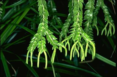 APII jpeg image of Huperzia phlegmarioides  © contact APII