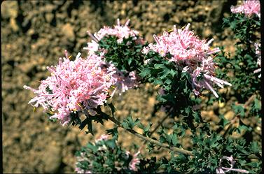 APII jpeg image of Isopogon baxteri  © contact APII
