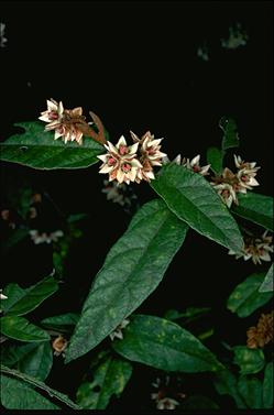 APII jpeg image of Lasiopetalum macrophyllum  © contact APII