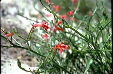 APII jpeg image of Lechenaultia hirsuta  © contact APII