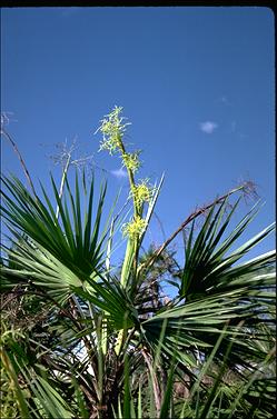 APII jpeg image of Livistona humilis  © contact APII