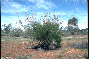 APII jpeg image of Grevillea petrophiloides subsp. petrophiloides  © contact APII