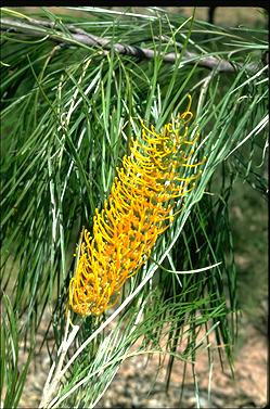 APII jpeg image of Grevillea pteridifolia  © contact APII