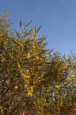 APII jpeg image of Acacia ancistrocarpa  © contact APII