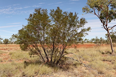 APII jpeg image of Hakea arborescens  © contact APII